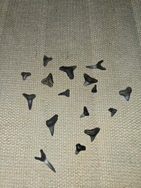 SHARK TOOTH LOT REAL SHARK TEETH FOSSILS